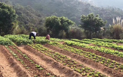 星河山海半岛-开心农场(图1)